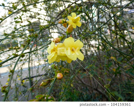 Orange Forsythia Orange Forsythia 104159361