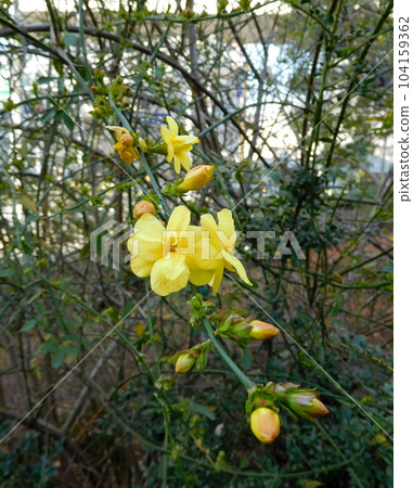 Orange Forsythia Orange Forsythia 104159362