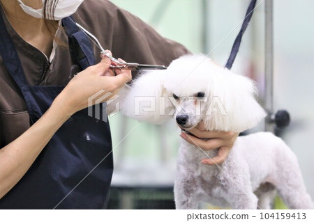 Bailey, a white toy poodle who got a cute cut by a trimmer ♡ 104159413