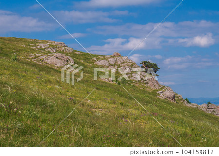 A tree against the background of a beautiful blue sky and mountains. 104159812