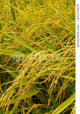 Rice field agriculture grain food yield season Rice field agriculture grain food yield season 104159833