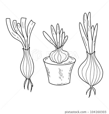 Collection onion vegetable. Onion lettuce and bulb in pot, seedlings. Isolated vector linear hand drawn doodles. 104160303