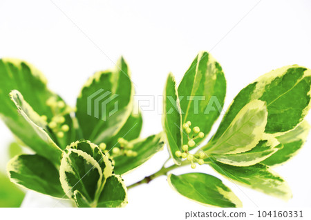 Fresh green image/background material on white background 104160331