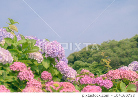 繡球花盛開在晴朗的雨季 104160758