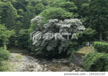 Yukunoki that blooms once every few years Yukunoki that blooms once every few years 104161197