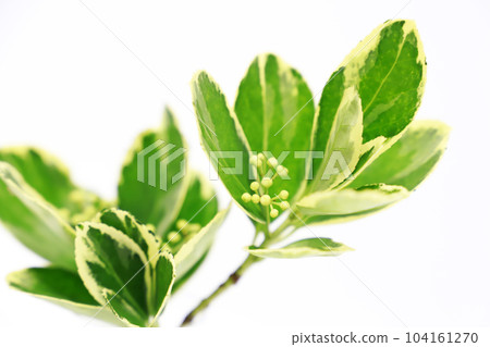 Fresh green image on white background Fresh green image on white background 104161270
