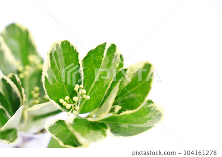 Fresh green image on white background Fresh green image on white background 104161278
