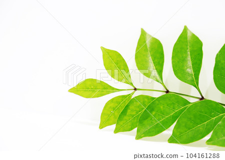 Fresh green image on white background 104161288