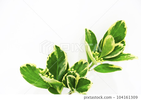 Fresh green image on white background 104161309