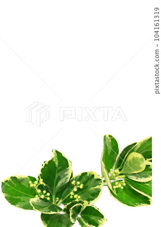 Fresh green image on white background Fresh green image on white background 104161319