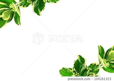 白色背景上的新鮮綠色圖像 104161323