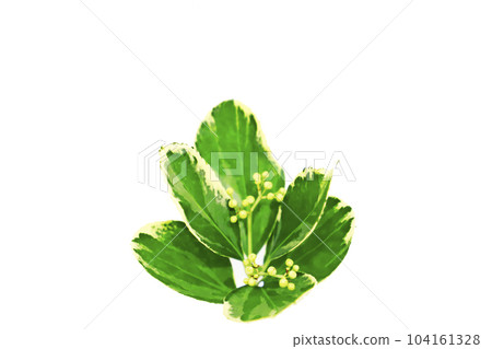 白色背景上的新鮮綠色圖像 104161328