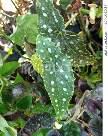 Close up of polka dot angel wing begonia plant Close up of polka dot angel wing begonia plant 104161537