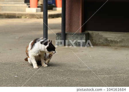 Aged calico cat with a fearless look Aged calico cat with a fearless look 104161684