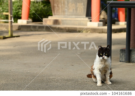 Aged calico cat with a fearless look Aged calico cat with a fearless look 104161686