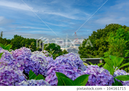 Hydrangea full bloom in the clear of rainy season Hydrangea full bloom in the clear of rainy season 104161715