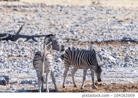 Zebras in Etosha Zebras in Etosha 104162009