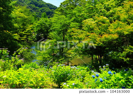 [京都府] 繡球花盛開的舞鶴自然文化公園 104163000