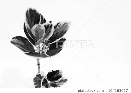 Leaf frame, monochrome plant, white background 104163057