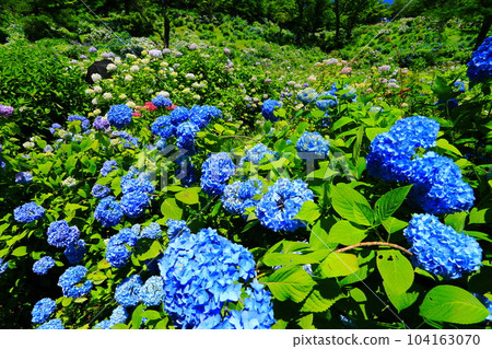 [京都府] 繡球花盛開的舞鶴自然文化公園 104163070