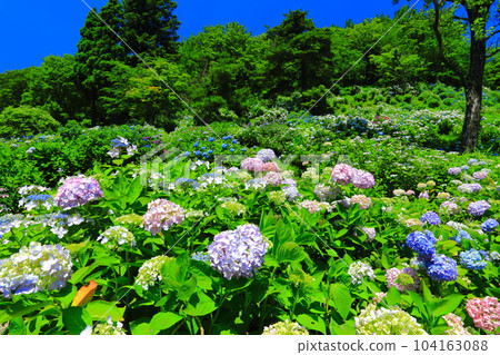 [Kyoto Prefecture] Maizuru Nature and Culture Park with full bloom of hydrangeas 104163088