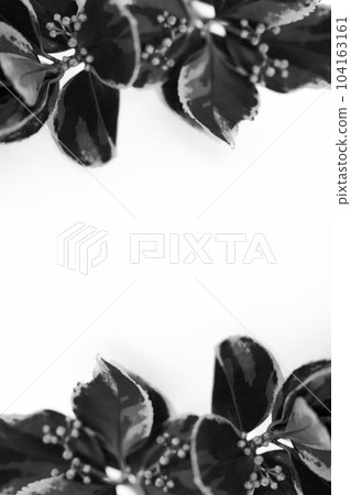 Leaf frame, monochrome plant, white background 104163161