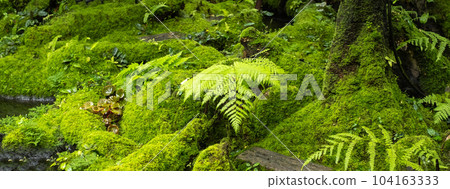 Moss and fern style plants proliferate grow cover stump the forest floor in the garden Moss and fern style plants proliferate grow cover stump the forest floor in the garden 104163333