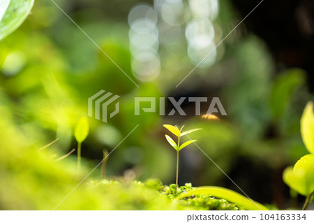 Moss and fern style plants proliferate grow cover stump the forest floor in the garden Moss and fern style plants proliferate grow cover stump the forest floor in the garden 104163334
