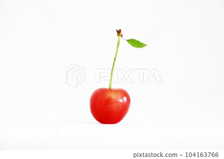 White background cherry Sato Nishiki White background cherry Sato Nishiki 104163766