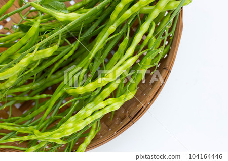 Rat-tailed radish. Fresh organic vegetables Rat-tailed radish. Fresh organic vegetables 104164446