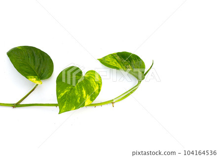 Epipremnum aureum leaves on white background. Epipremnum aureum leaves on white background. 104164536