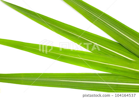 Sugar cane leaves on white background. Sugar cane leaves on white background. 104164537
