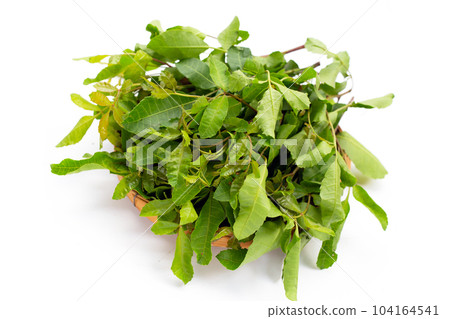 Brazilian peppertree leaves on white background. Brazilian peppertree leaves on white background. 104164541