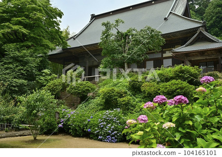 The precincts and main hall of Daichu-ji Temple with blooming hydrangeas The precincts and main hall of Daichu-ji Temple with blooming hydrangeas 104165101
