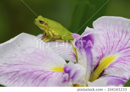 Hydrangea and Schlegelian Tree Frog Hydrangea and Schlegelian Tree Frog 104165233