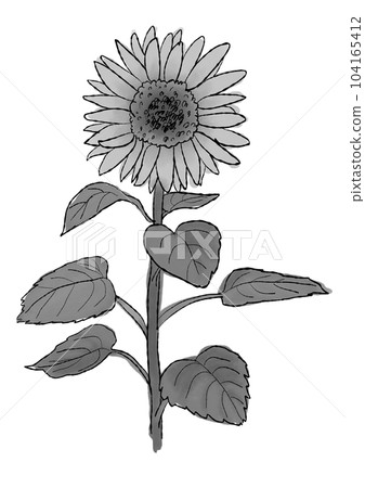 Handwritten style monochrome sunflower illustration illustration 104165412