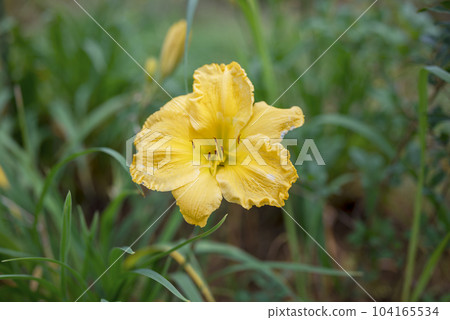 Yellow lily early summer image [Kanagawa Prefecture] 104165534