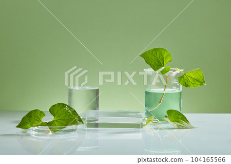 Geometric shaped transparent podiums decorated with fish mint leaves and some glassware. Stage showcase on minimal podium display with Fish mint (Houttuynia cordata) extract Geometric shaped transparent podiums decorated with fish mint leaves and some glassware. Stage showcase on minimal podium display with Fish mint (Houttuynia cordata) extract 104165566