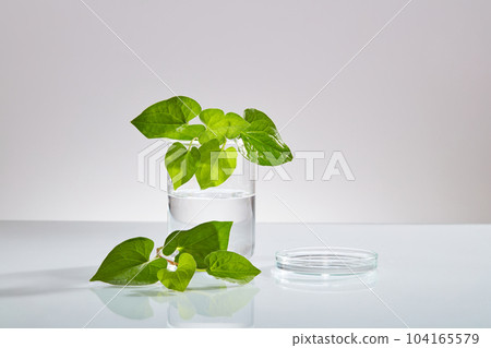 A beaker and a glass petri dish containing liquid displayed with fish mint leaves. Fish mint (Houttuynia cordata) is a culinary and medicinal herb A beaker and a glass petri dish containing liquid displayed with fish mint leaves. Fish mint (Houttuynia cordata) is a culinary and medicinal herb 104165579