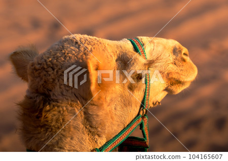 portrait of a camel head close-up portrait of a camel head close-up 104165607