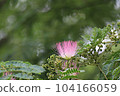 開花在森林裡的報應樹俏麗的桃紅色花 104166059