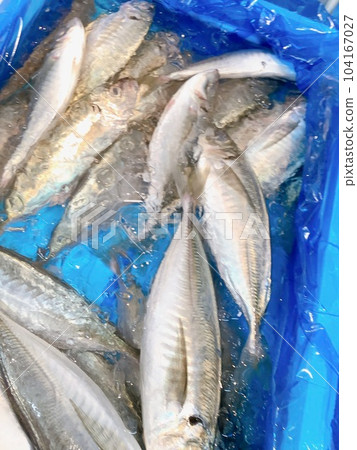 竹莢魚 竹莢魚 104167027