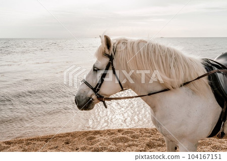 The head of a white horse on the background of the sea 104167151