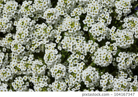 Ichimen Flower Alyssum Sweet Alyssum 圖形材料 104167347