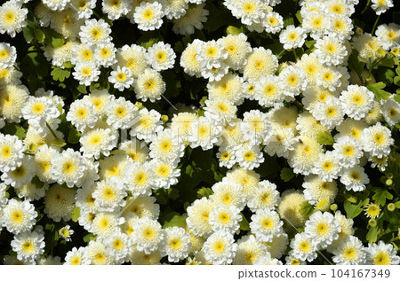 Matricaria chrysanthemum graphic material Matricaria chrysanthemum graphic material 104167349