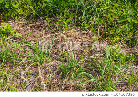Striped snake with long ridge 104167386