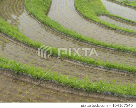 Terraced rice fields in Shimo-Akasaka, Chihaya-Akasaka-mura Terraced rice fields in Shimo-Akasaka, Chihaya-Akasaka-mura 104167540