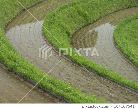 Terraced rice fields in Shimo-Akasaka, Chihaya-Akasaka-mura Terraced rice fields in Shimo-Akasaka, Chihaya-Akasaka-mura 104167541