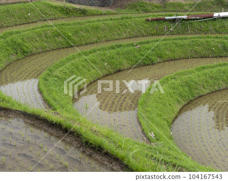 Terraced rice fields in Shimo-Akasaka, Chihaya-Akasaka-mura 104167543