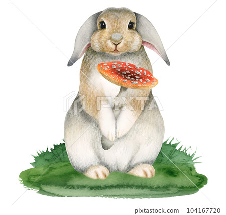 Watercolor cute bunny rabbit holding fly agaric mushroom on grass illustration isolated on white background. Colorful drawing for nursery designs Watercolor cute bunny rabbit holding fly agaric mushroom on grass illustration isolated on white background. Colorful drawing for nursery designs 104167720